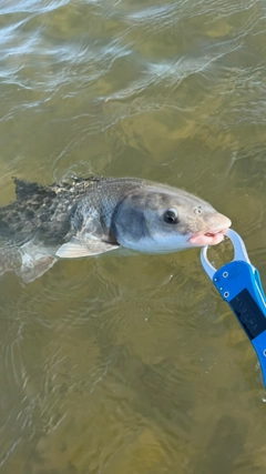 マルタウグイの釣果