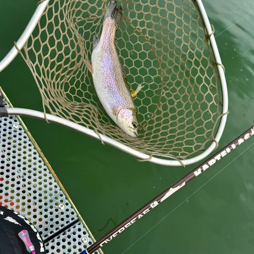 ニジマスの釣果