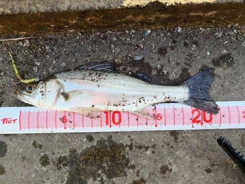 セイゴ（ヒラスズキ）の釣果