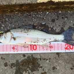 セイゴ（ヒラスズキ）