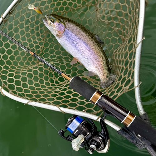 ニジマスの釣果