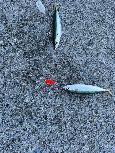 サバの釣果