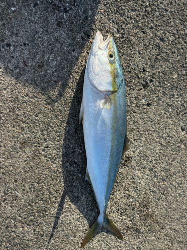 ハマチの釣果