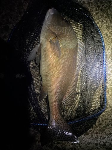 コロダイの釣果