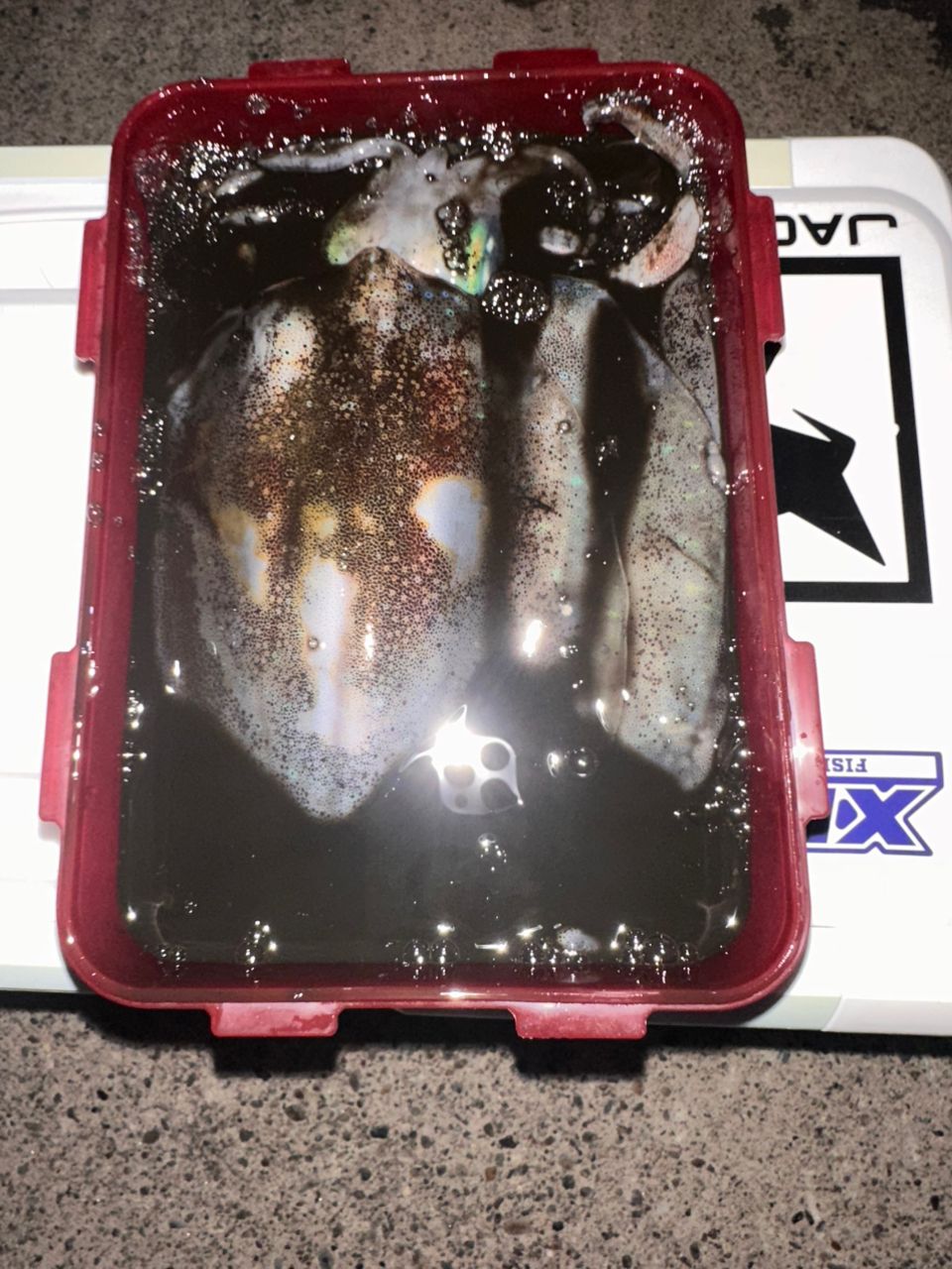 いかおとこさんの釣果 1枚目の画像