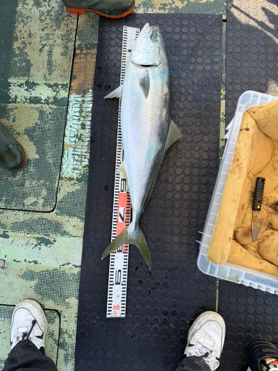 きよかずみ0614さんの釣果 2枚目の画像