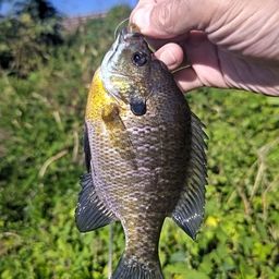 ブルーギル