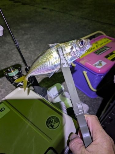 マアジの釣果