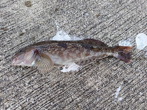 アイナメの釣果