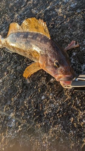 アブラコの釣果