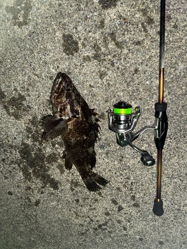 タケノコメバルの釣果