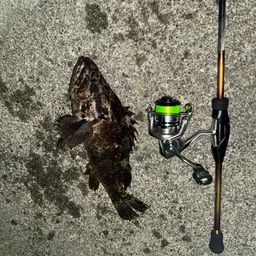 タケノコメバル