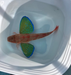 ホウボウの釣果