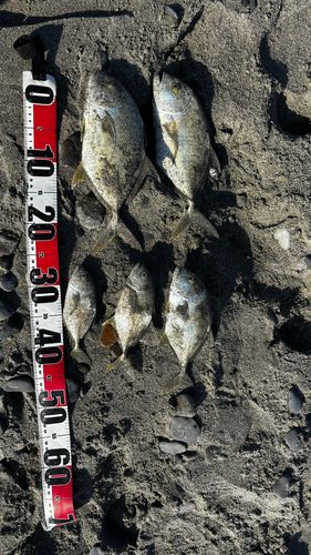 ロウニンアジの釣果