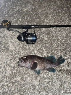 クロソイの釣果