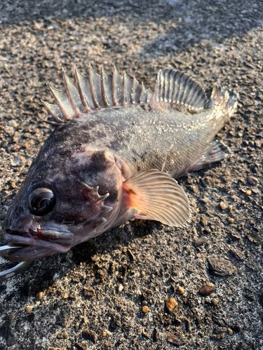 クロソイの釣果