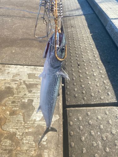 神戸空港親水護岸