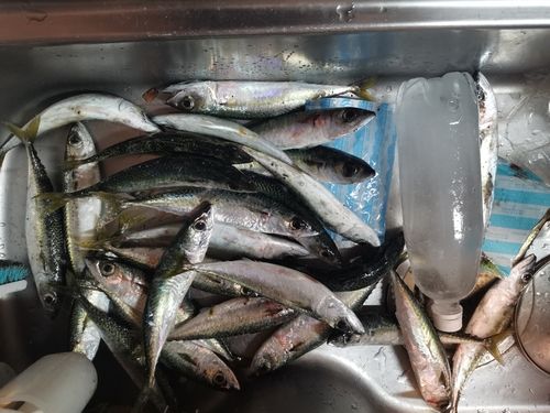 サバの釣果