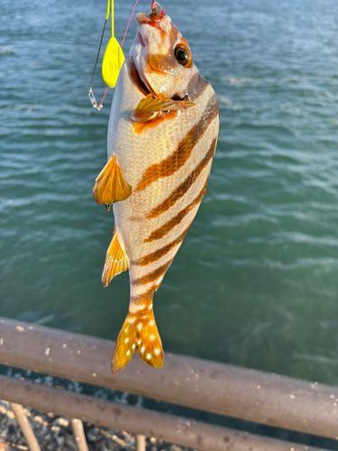 タカノハダイの釣果