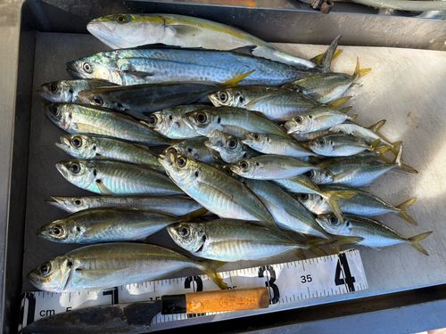 アジの釣果