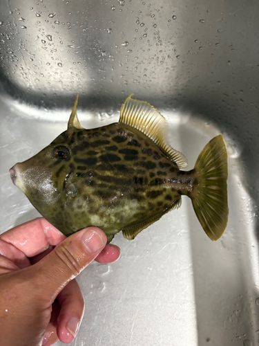 カワハギの釣果