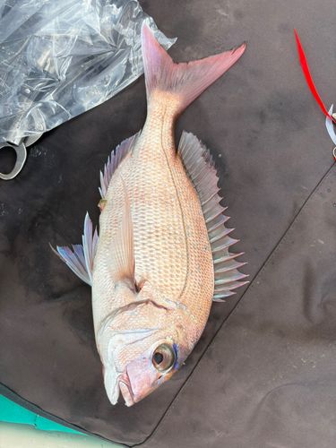 マダイの釣果