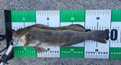 アイナメの釣果