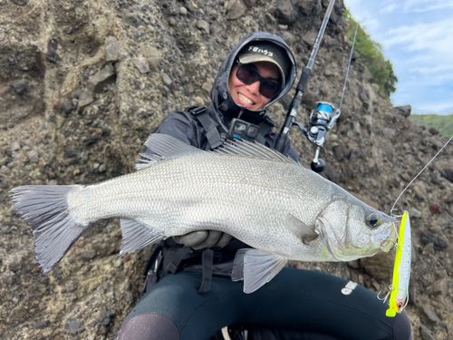 ヒラスズキの釣果