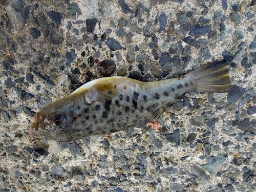 ヒガンフグの釣果