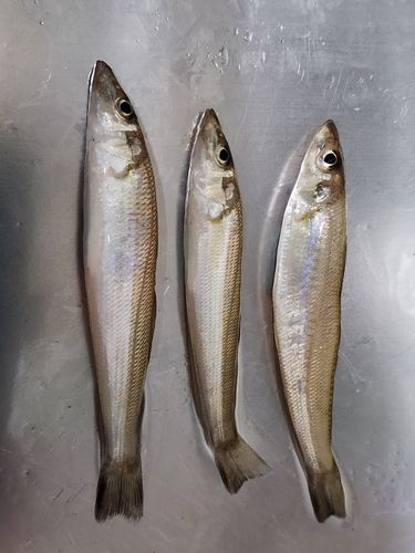 シロギスの釣果