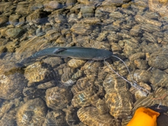 ニジマスの釣果