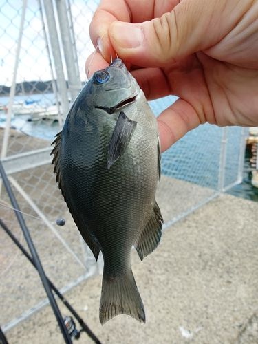 メジナの釣果