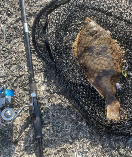 マガレイの釣果