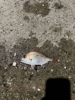 チャリコの釣果