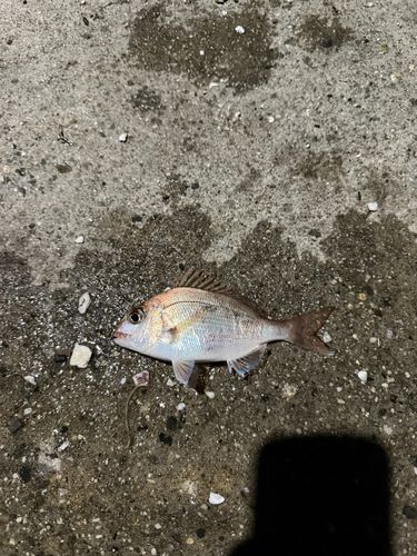 チャリコの釣果