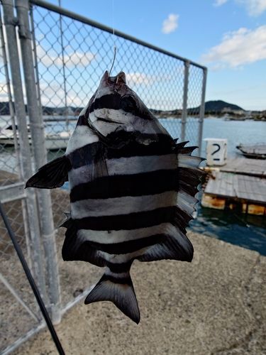 シマダイの釣果