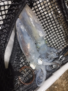 ヒイカの釣果