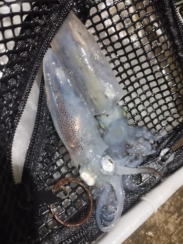 ヒイカの釣果