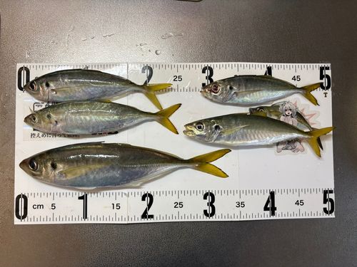 マアジの釣果