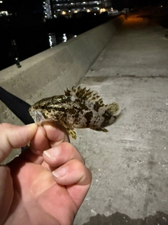 タケノコメバルの釣果