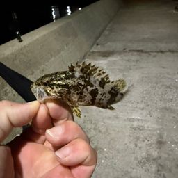 タケノコメバル