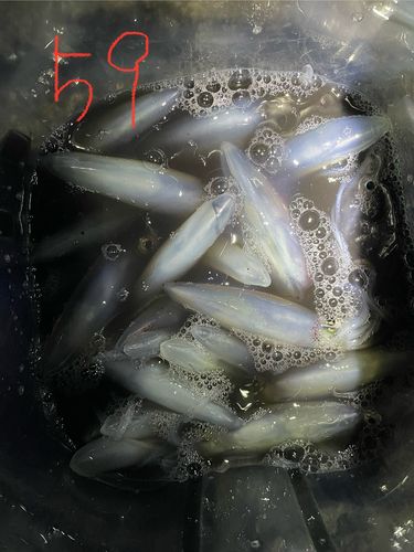 マメイカの釣果