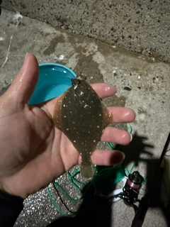 ハオコゼの釣果