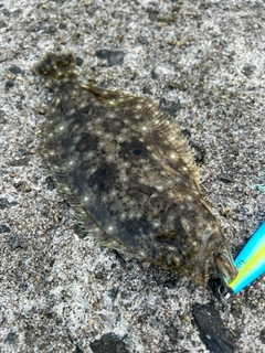 ヒラメの釣果