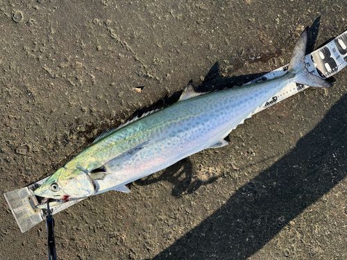 サワラの釣果