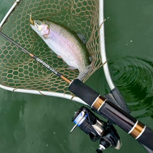 ニジマスの釣果