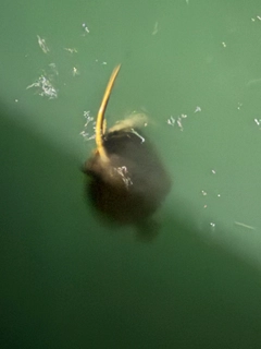 アカエイの釣果