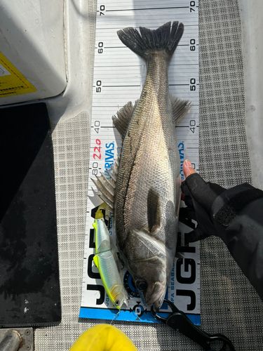 シーバスの釣果