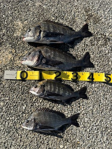 クロダイの釣果