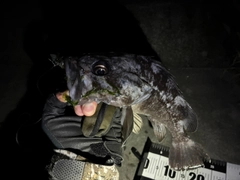 クロソイの釣果